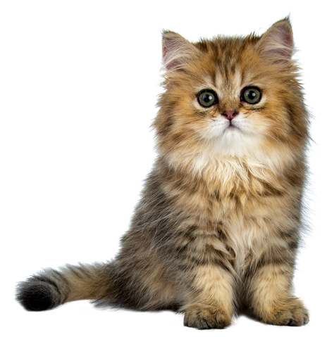 Cute golden British Longhair cat kitten, on transparent background.