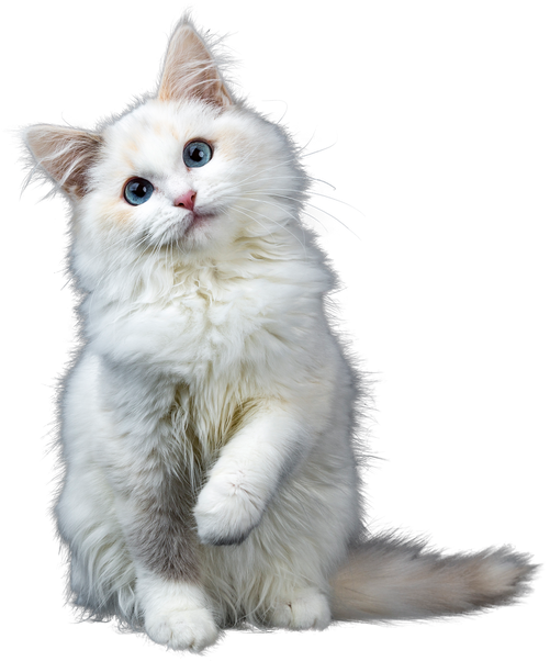 White Fluffy Cat Cutout