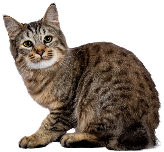 Gray Tabby Cat Cutout