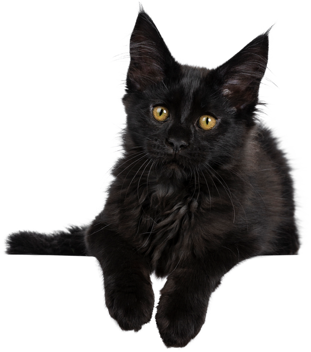 Fluffy Black Cat Cutout