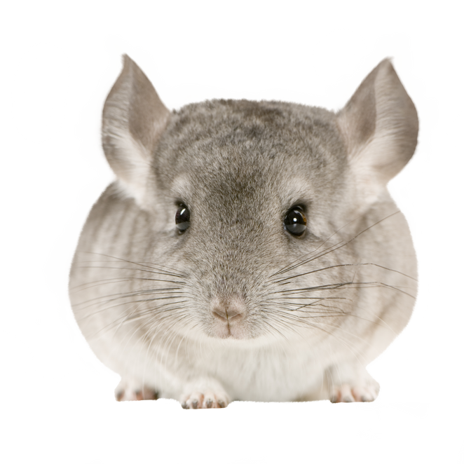 Chinchilla