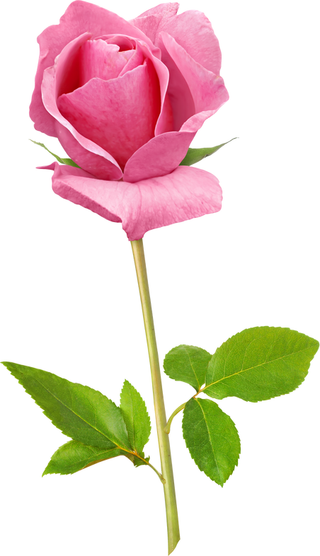 Pink Rose