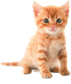 Orange Kitten Cutout