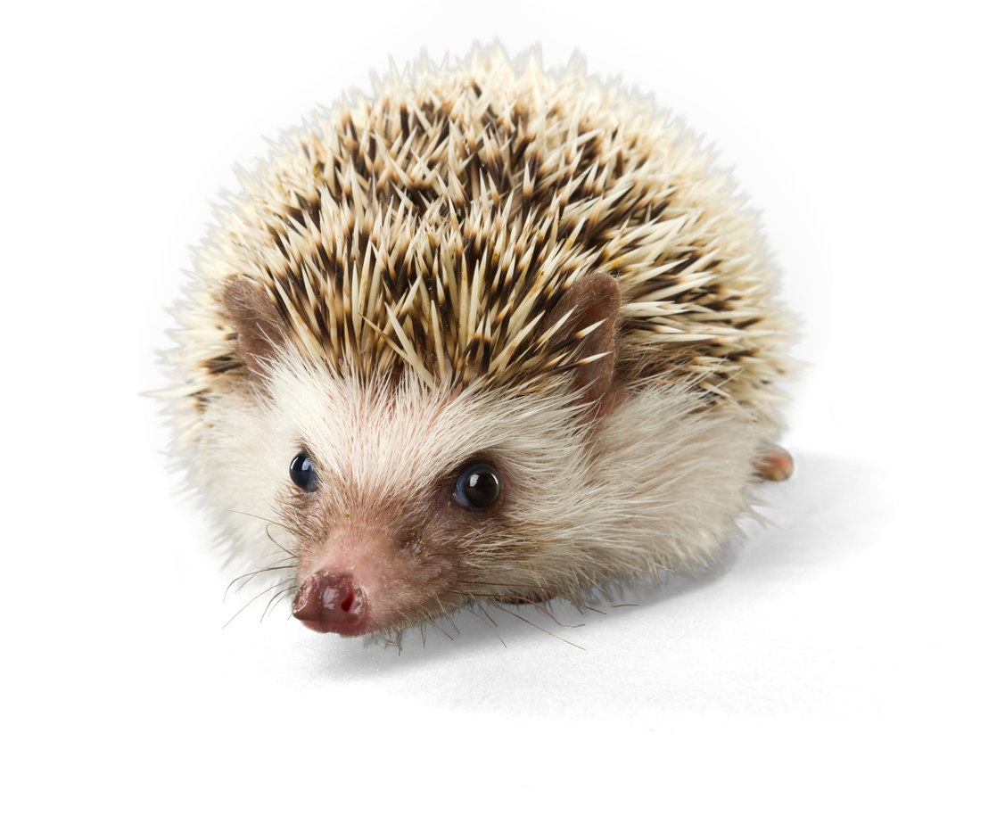 Pygmy Hedgehog - Isolated
